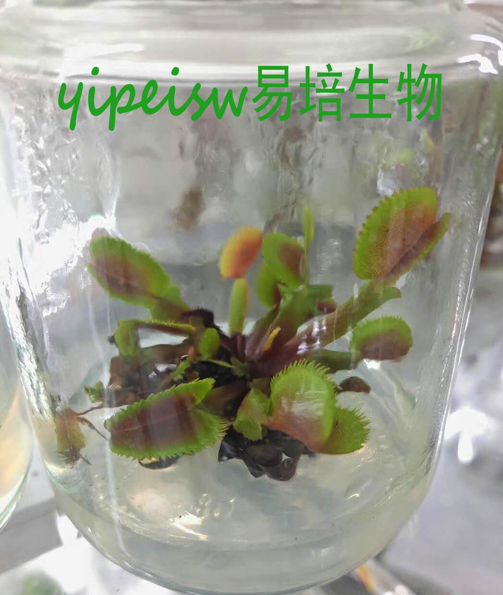 捕蠅草圖片/捕蠅草樣板圖 (3)