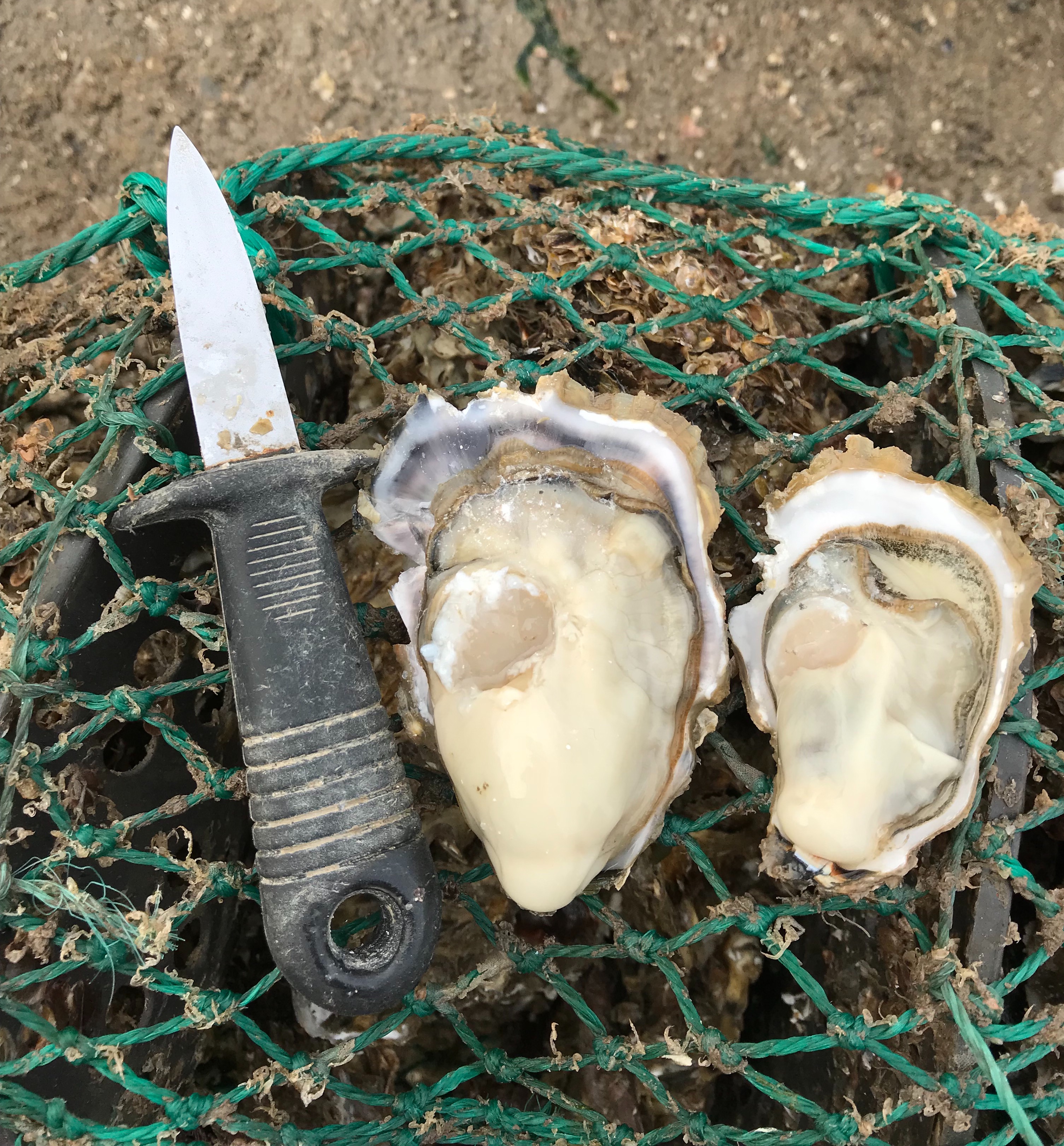 乳山牡蠣多少錢 生蠔價格多少錢圖片