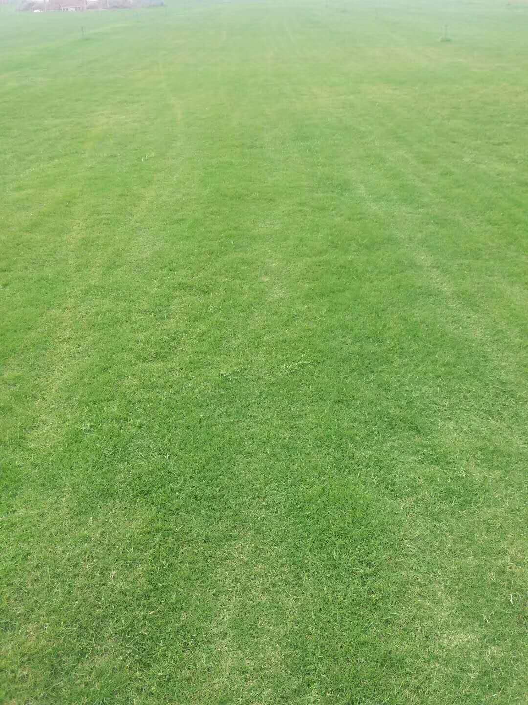 出售屋頂綠化草坪 出售屋頂綠化草坪，基地自產(chǎn)自銷，量大從優(yōu)