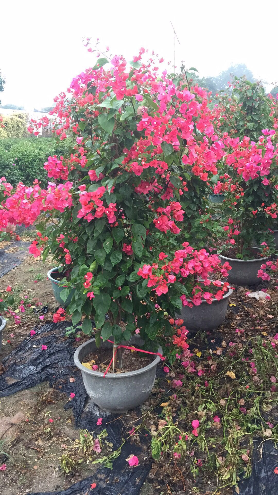 海南粉紅三角梅供應(yīng)圖片/海南粉紅三角梅供應(yīng)樣板圖 (4)