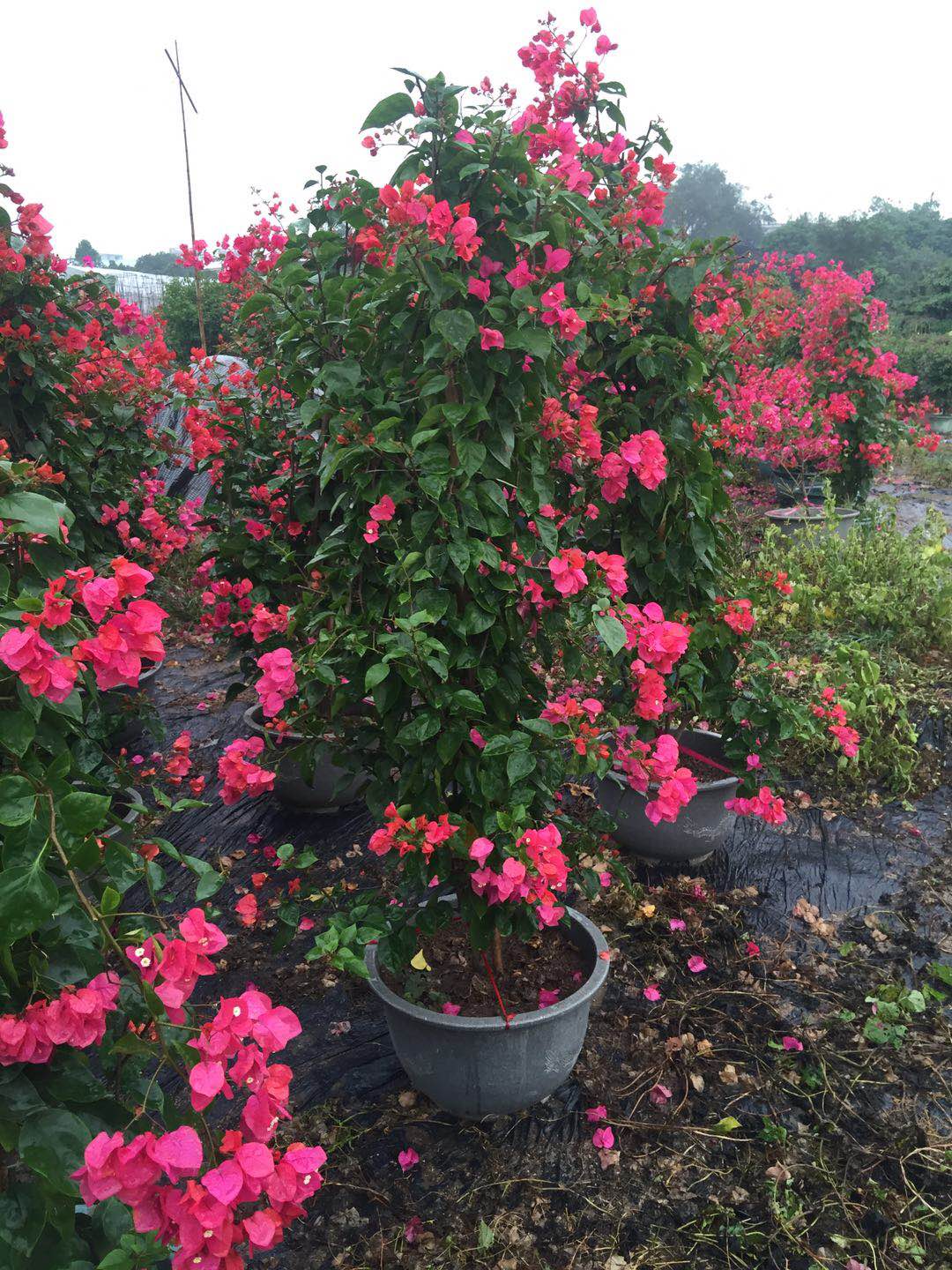 海南粉紅三角梅供應，海南粉紅三角梅采購，海南粉紅三角梅基地，海南粉紅三角梅直銷，海南粉紅三角梅造型