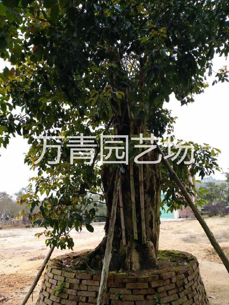 四川圖片/四川樣板圖 (1)