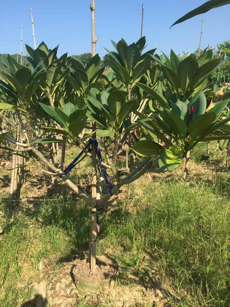 福建省圖片/福建省樣板圖 (4)