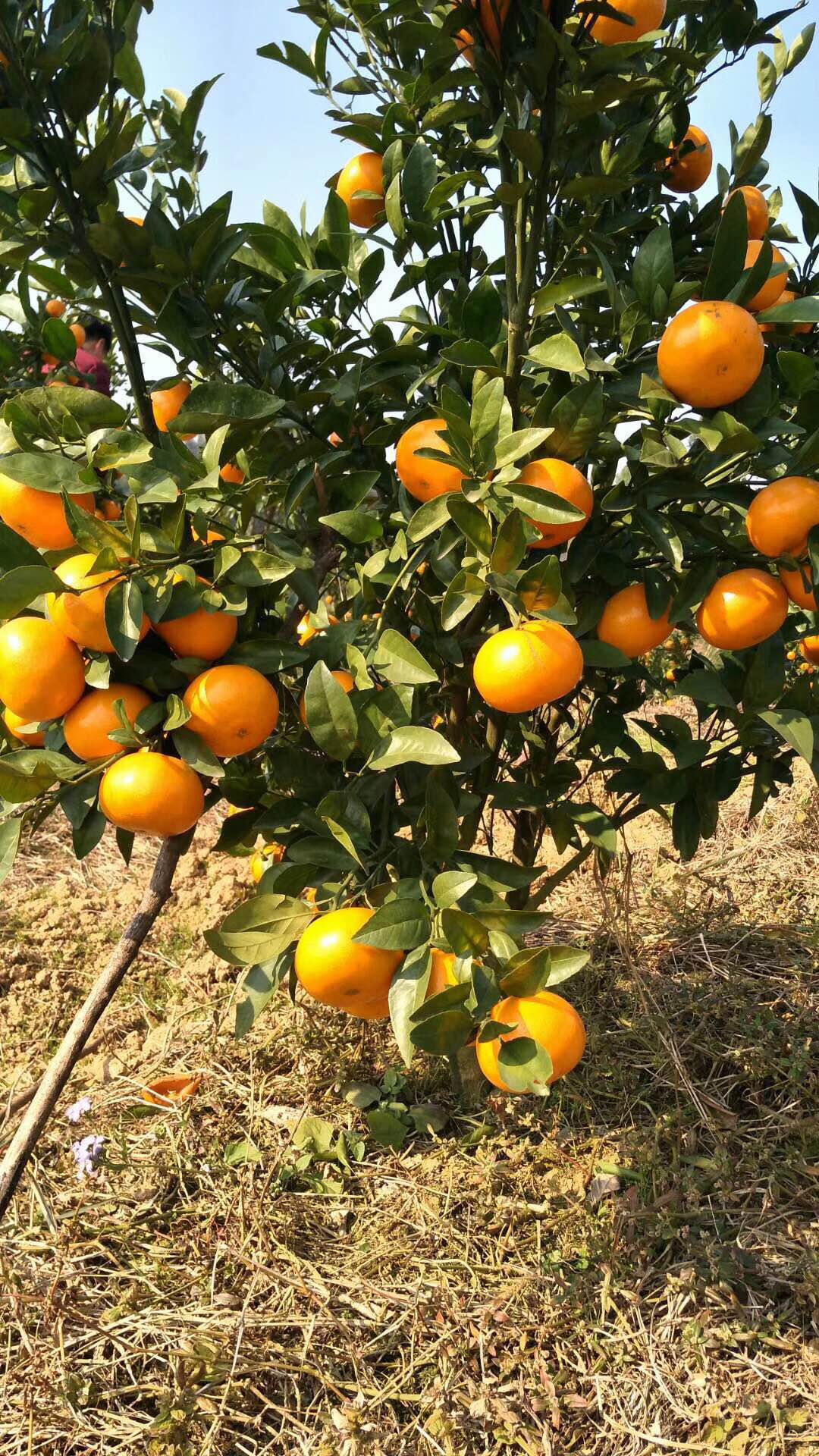 改良圖片/改良樣板圖 (4)