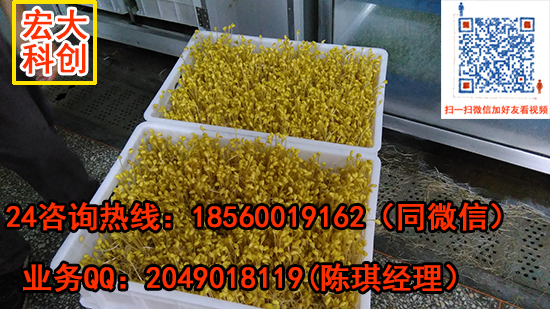 豆芽機(jī)全自動豆芽機(jī)圖片/豆芽機(jī)全自動豆芽機(jī)樣板圖 (2)