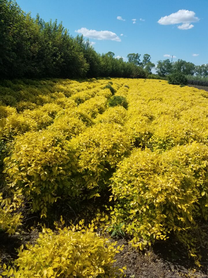 園林綠化工程圖片/園林綠化工程樣板圖 (3)