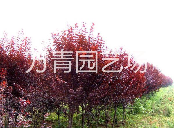 紫葉李圖片/紫葉李樣板圖 (2)