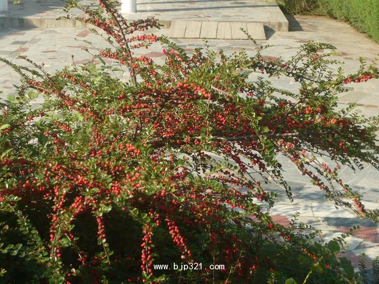 綠植圖片/綠植樣板圖 (2)