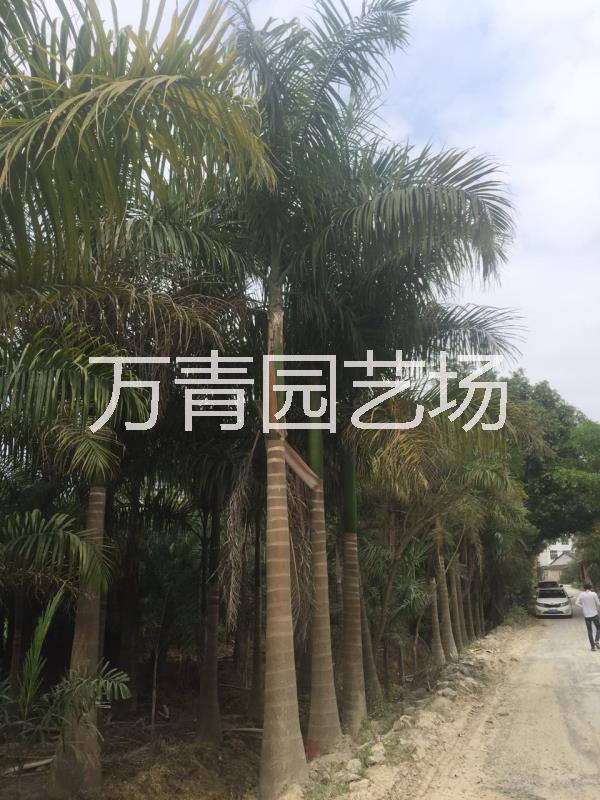 大王椰子圖片/大王椰子樣板圖 (3)