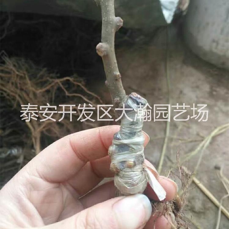 獼猴桃苗圖片/獼猴桃苗樣板圖 (3)
