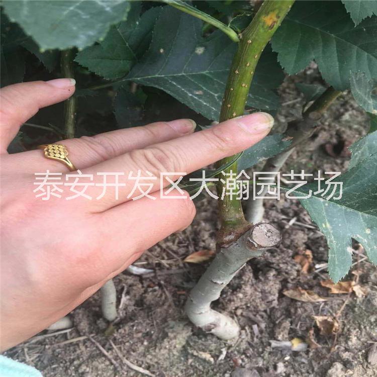 供應(yīng) 大山楂樹苗 甜紅子山楂樹苗 基地*