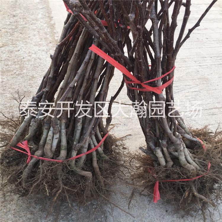 山楂樹苗圖片/山楂樹苗樣板圖 (2)