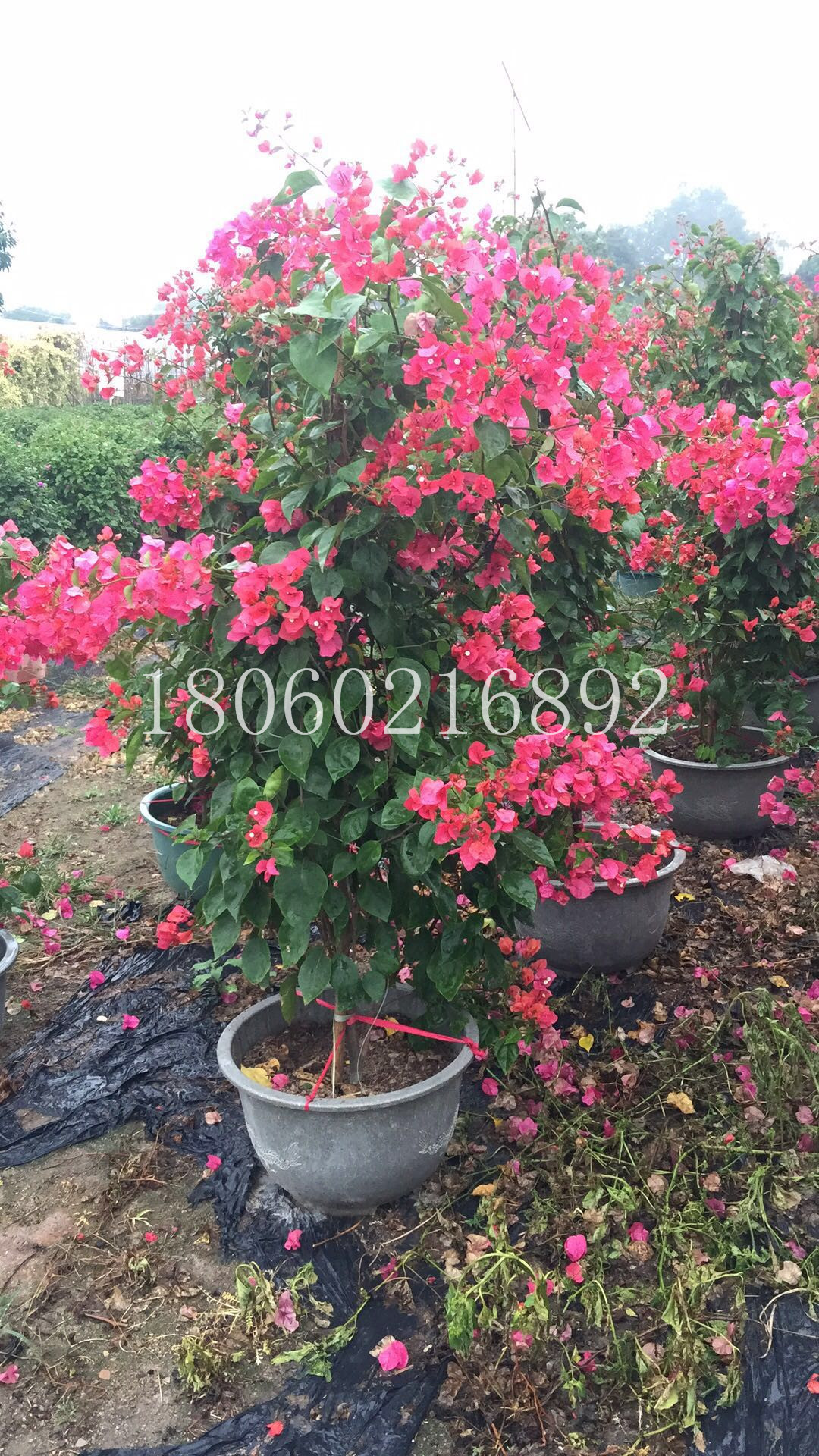 云南粉紅三角梅批發(fā)圖片/云南粉紅三角梅批發(fā)樣板圖 (4)