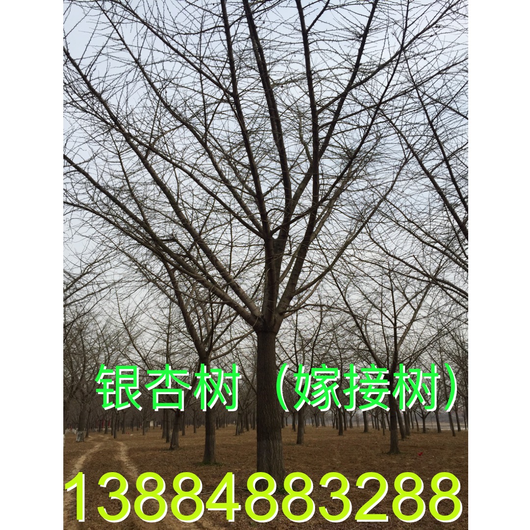 30公分銀杏樹圖片/30公分銀杏樹樣板圖 (4)