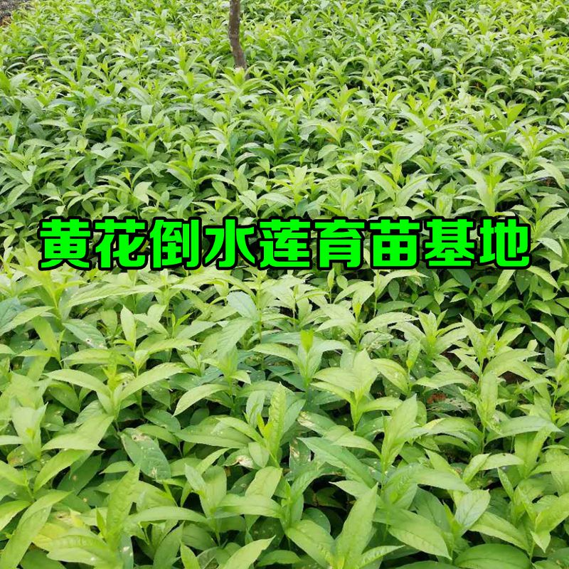 黃花倒水蓮   觀音串種苗圖片/黃花倒水蓮   觀音串種苗樣板圖 (3)