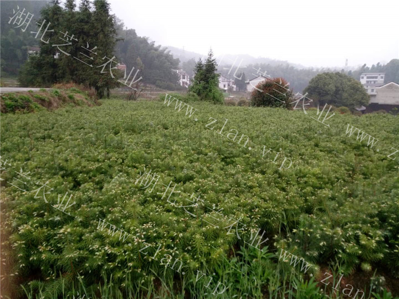 木樹苗圖片/木樹苗樣板圖 (2)