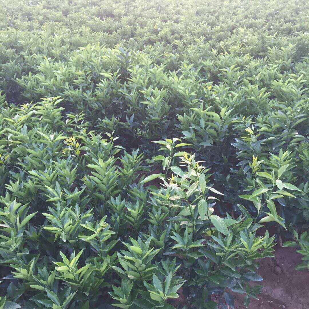 沃柑苗圖片