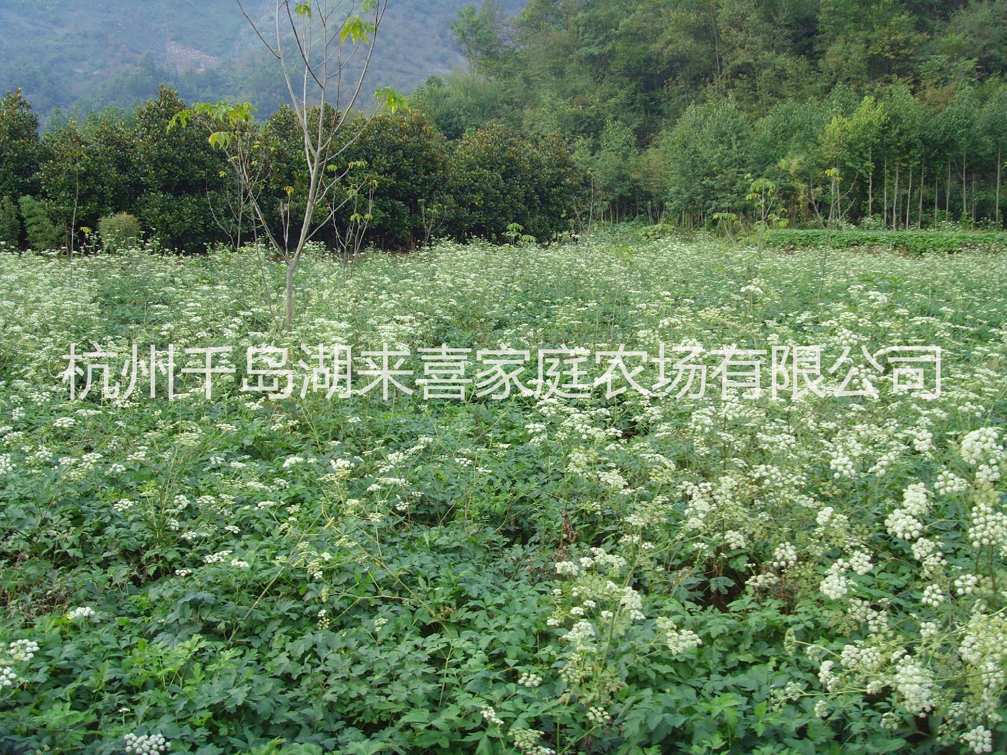 白花前胡种子 批发药材种子 蛇床子 白花前花种子白花前胡种子