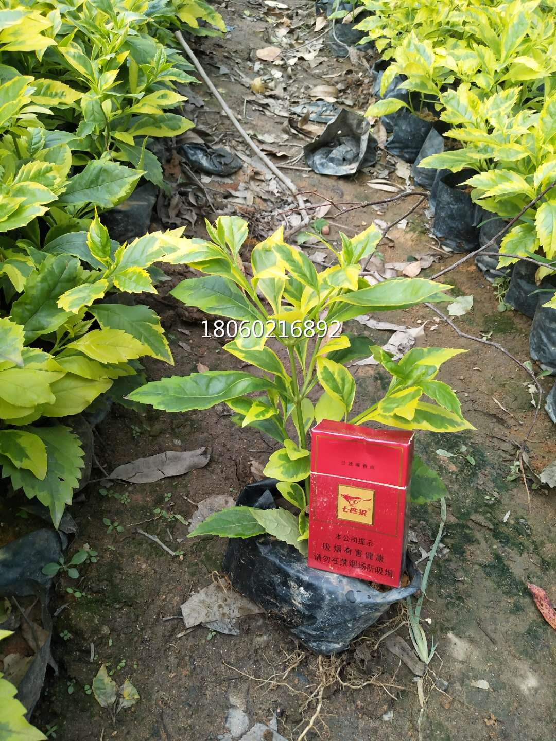 連翹圖片/連翹樣板圖 (3)