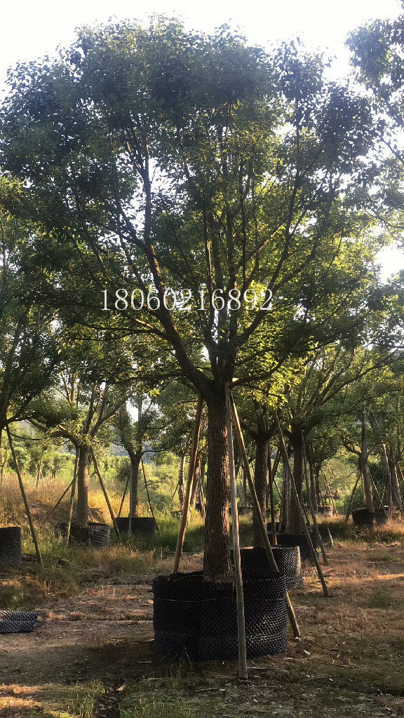 云南香樟批發(fā)圖片/云南香樟批發(fā)樣板圖 (3)