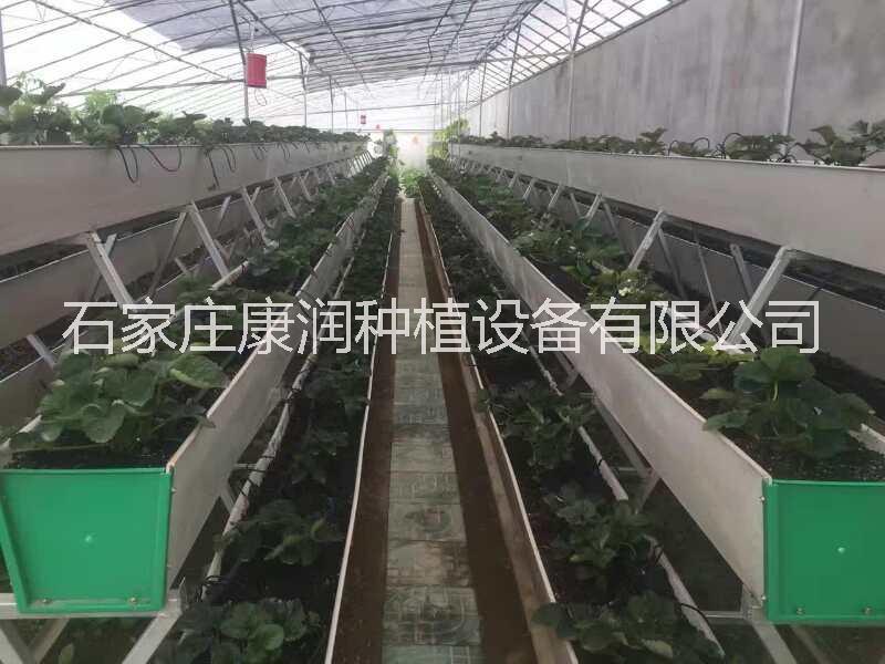 草莓種植槽圖片/草莓種植槽樣板圖 (2)