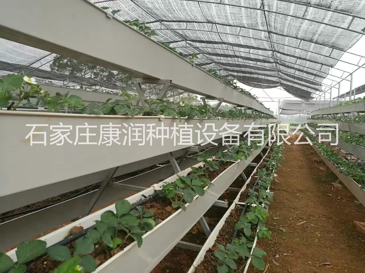 草莓種植槽圖片/草莓種植槽樣板圖 (4)