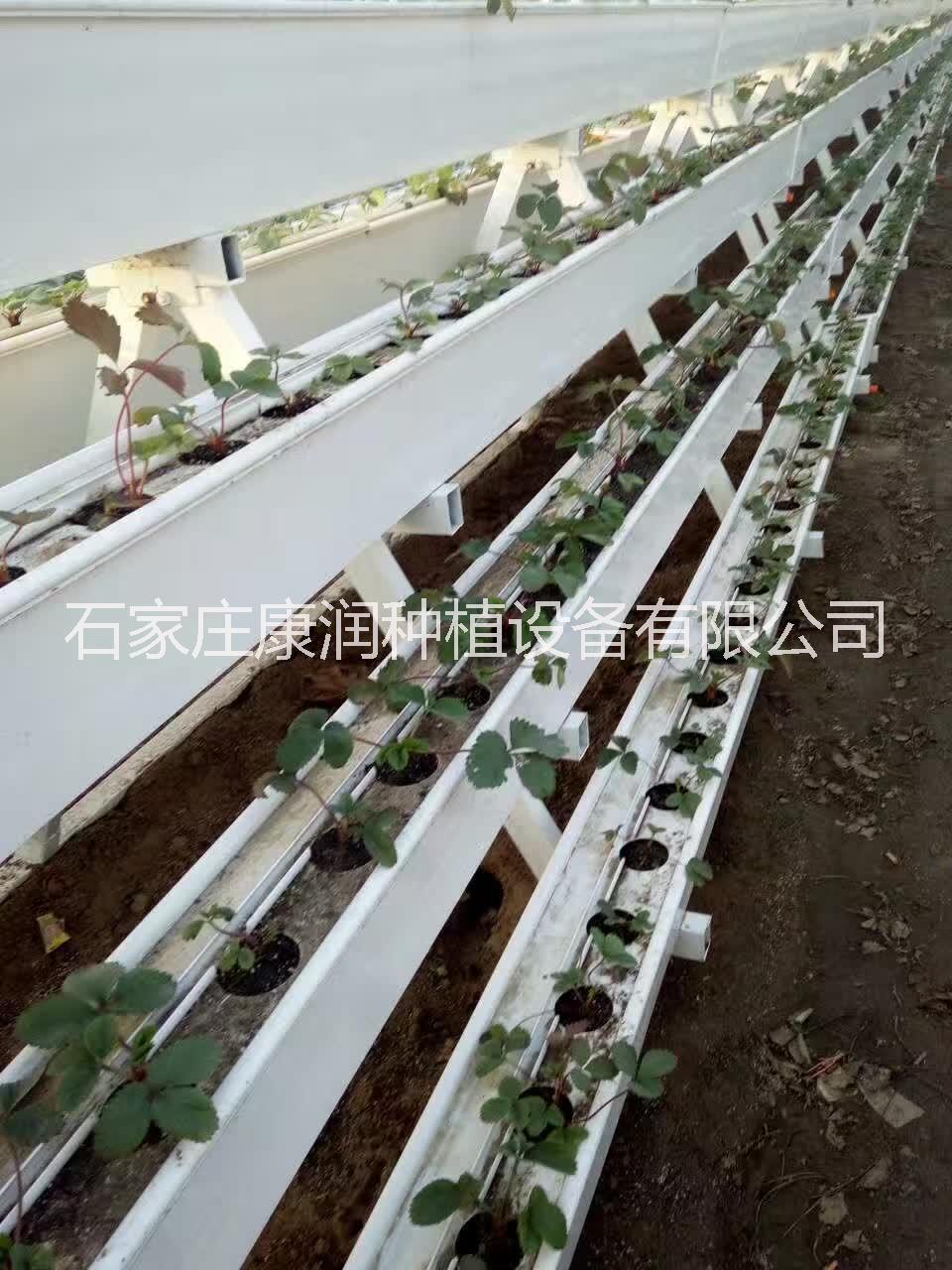 草莓種植槽圖片/草莓種植槽樣板圖 (3)