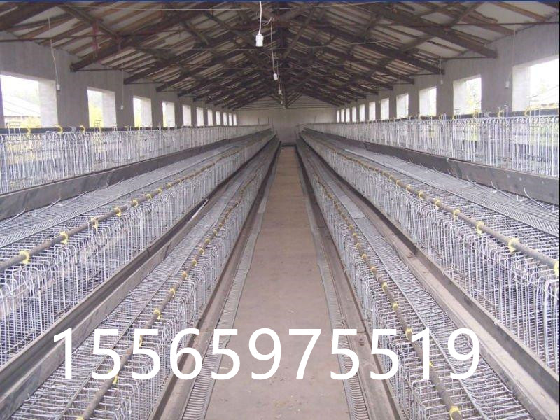 蛋雞籠圖片/蛋雞籠樣板圖 (2)