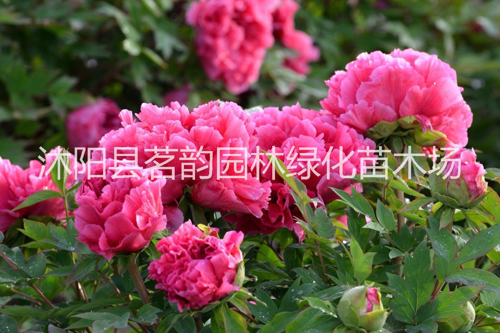 供應(yīng)沭陽牡丹苗價格 牡丹苗報價 牡丹花苗批發(fā)