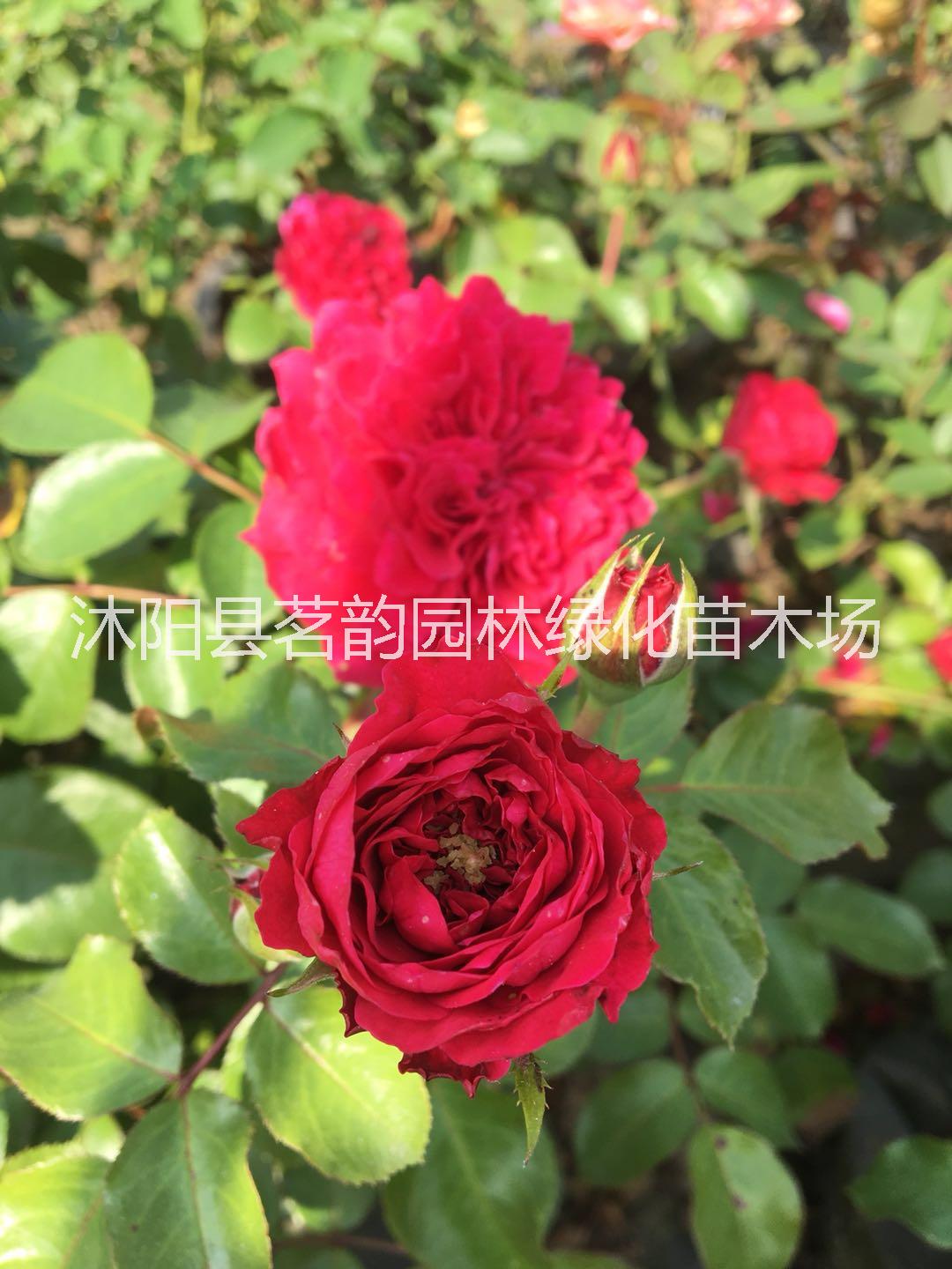 牡丹苗批發(fā)圖片/牡丹苗批發(fā)樣板圖 (3)