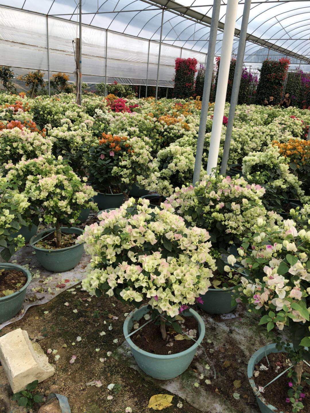 三角梅圖片/三角梅樣板圖 (2)