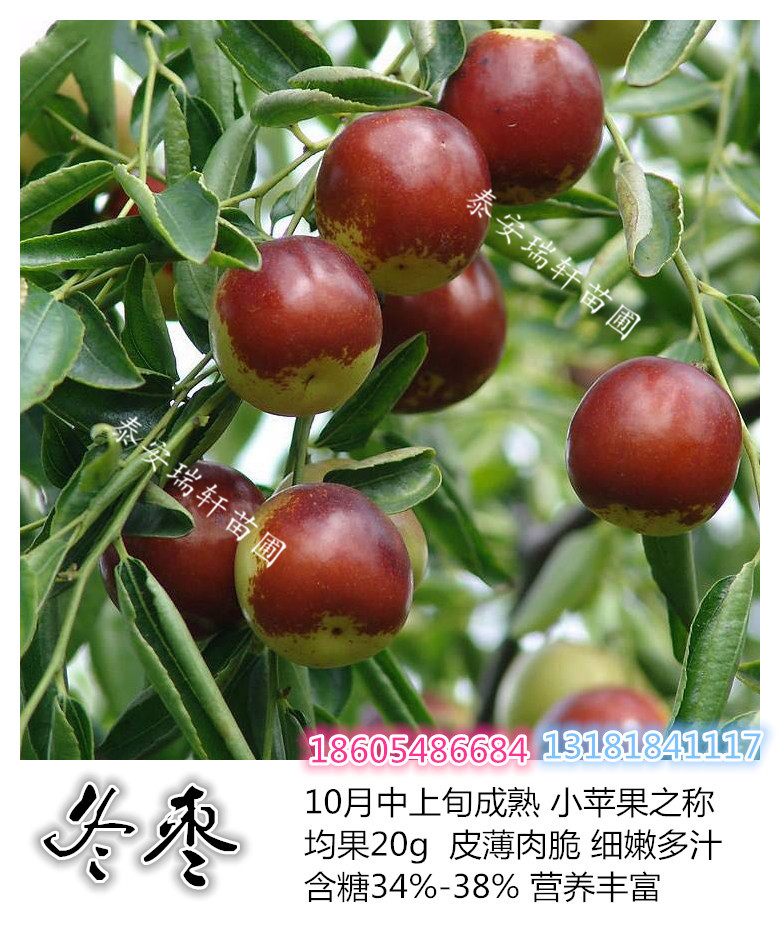 冬棗苗圖片/冬棗苗樣板圖 (2)