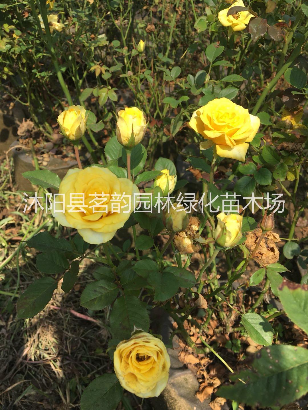 歐洲月季基地場地 歐洲月季花苗爬藤當(dāng)年開花 牡丹花苗