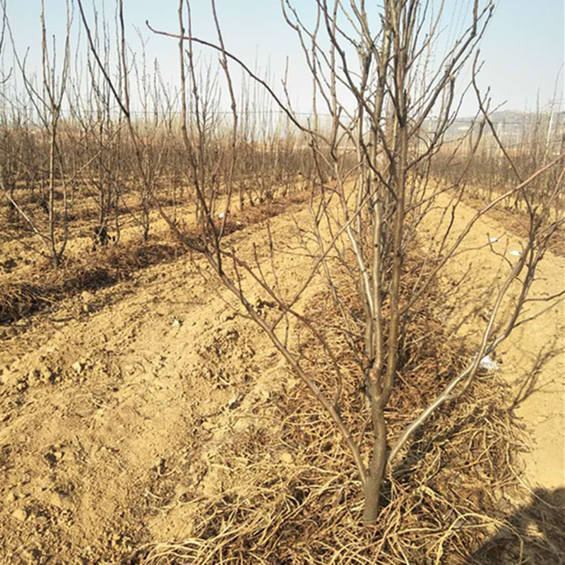 晚秋黃梨苗圖片/晚秋黃梨苗樣板圖 (2)