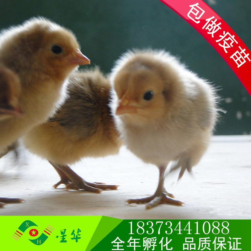 雞苗圖片/雞苗樣板圖 (3)