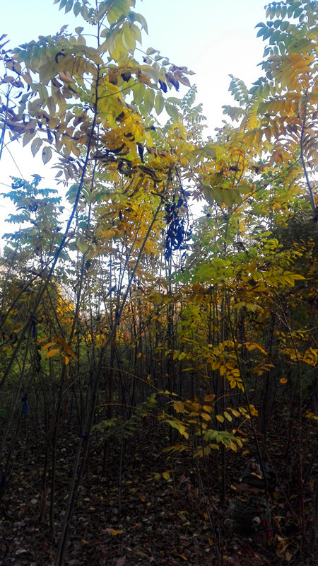 黑核桃圖片/黑核桃樣板圖 (2)