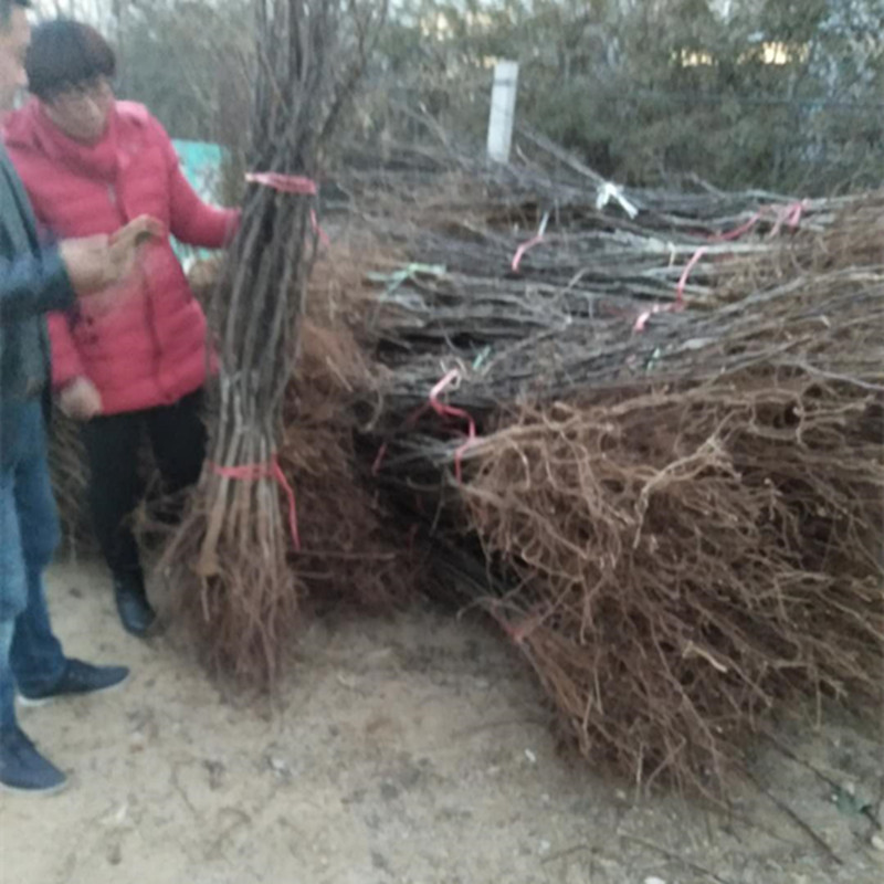 酥梨苗山東嫁接梨樹苗批發(fā)基地 貴州梨樹苗價格 哪個品種梨樹苗好