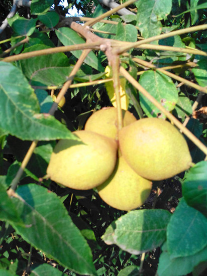 黑核桃圖片/黑核桃樣板圖 (1)