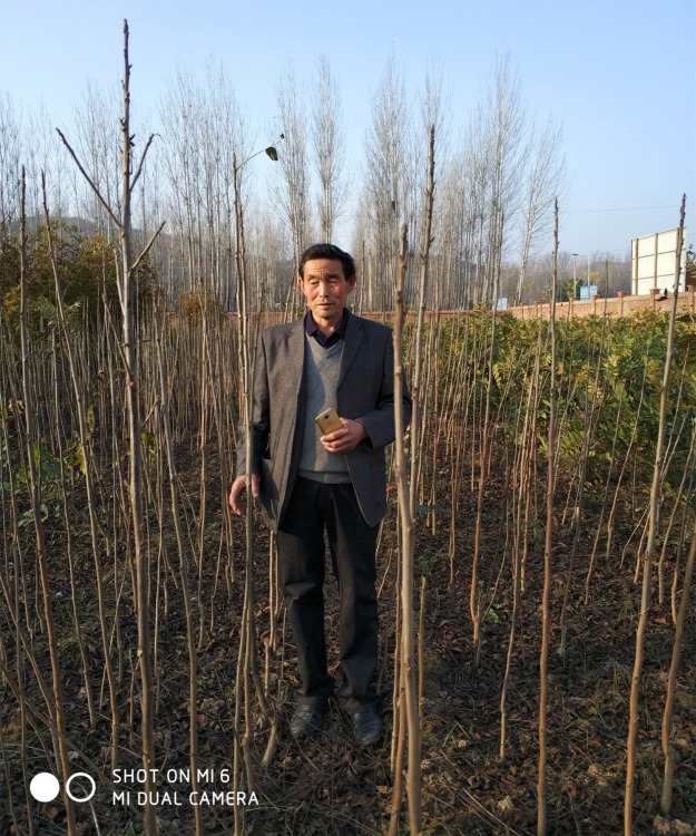 美國(guó)黑核桃苗美國(guó)黑核桃實(shí)生苗圖片