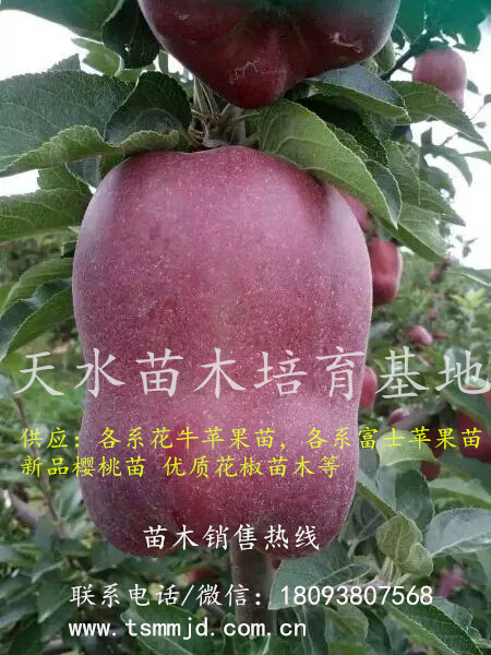 花牛蘋果苗什么時間可以種 花牛蘋果樹苗品種