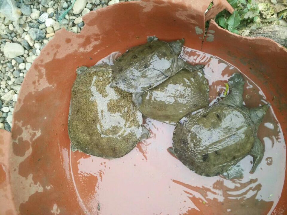 四川中華鱉苗養(yǎng)殖場批發(fā)甲魚苗哪里有多少錢