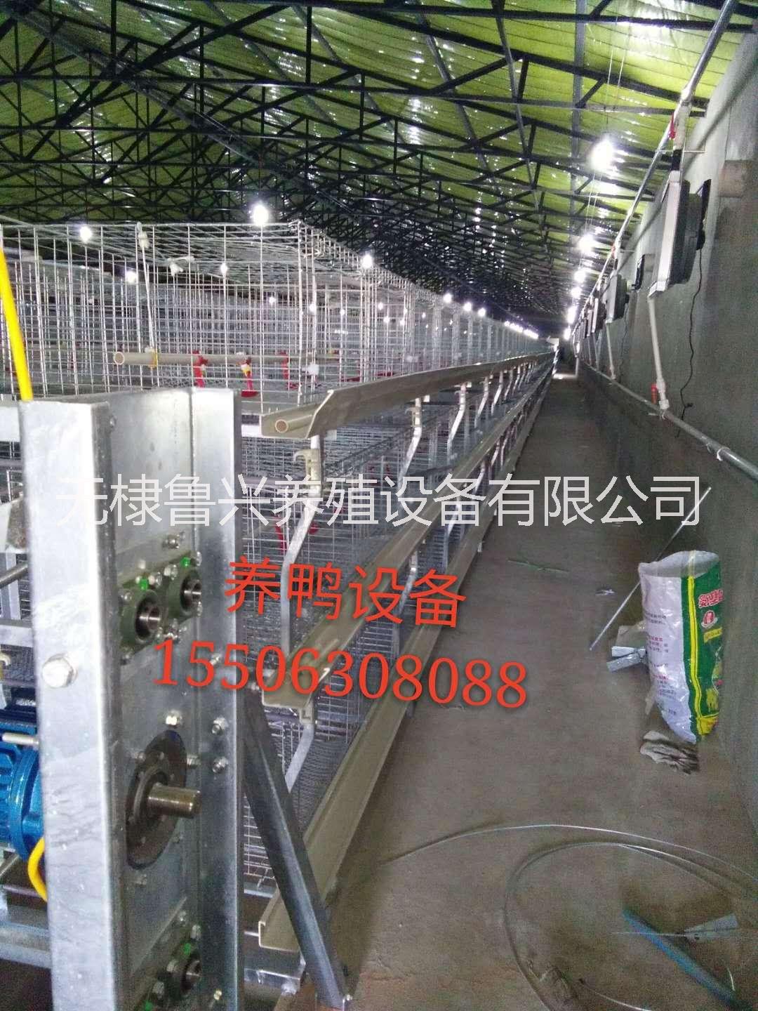 鴨籠設(shè)備肉鴨籠養(yǎng)設(shè)備蛋鴨圖片/鴨籠設(shè)備肉鴨籠養(yǎng)設(shè)備蛋鴨樣板圖 (2)