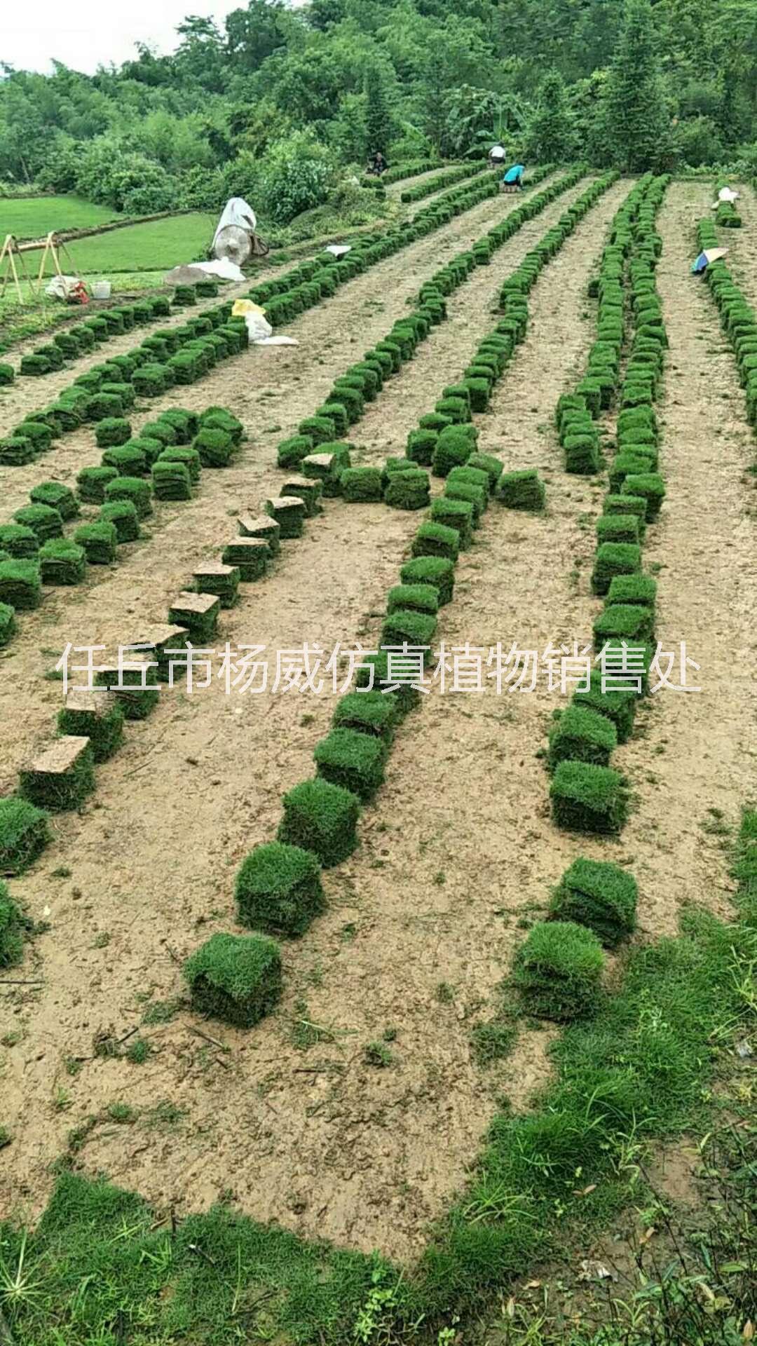 優(yōu)質(zhì)馬尼拉草皮供應(yīng)圖片