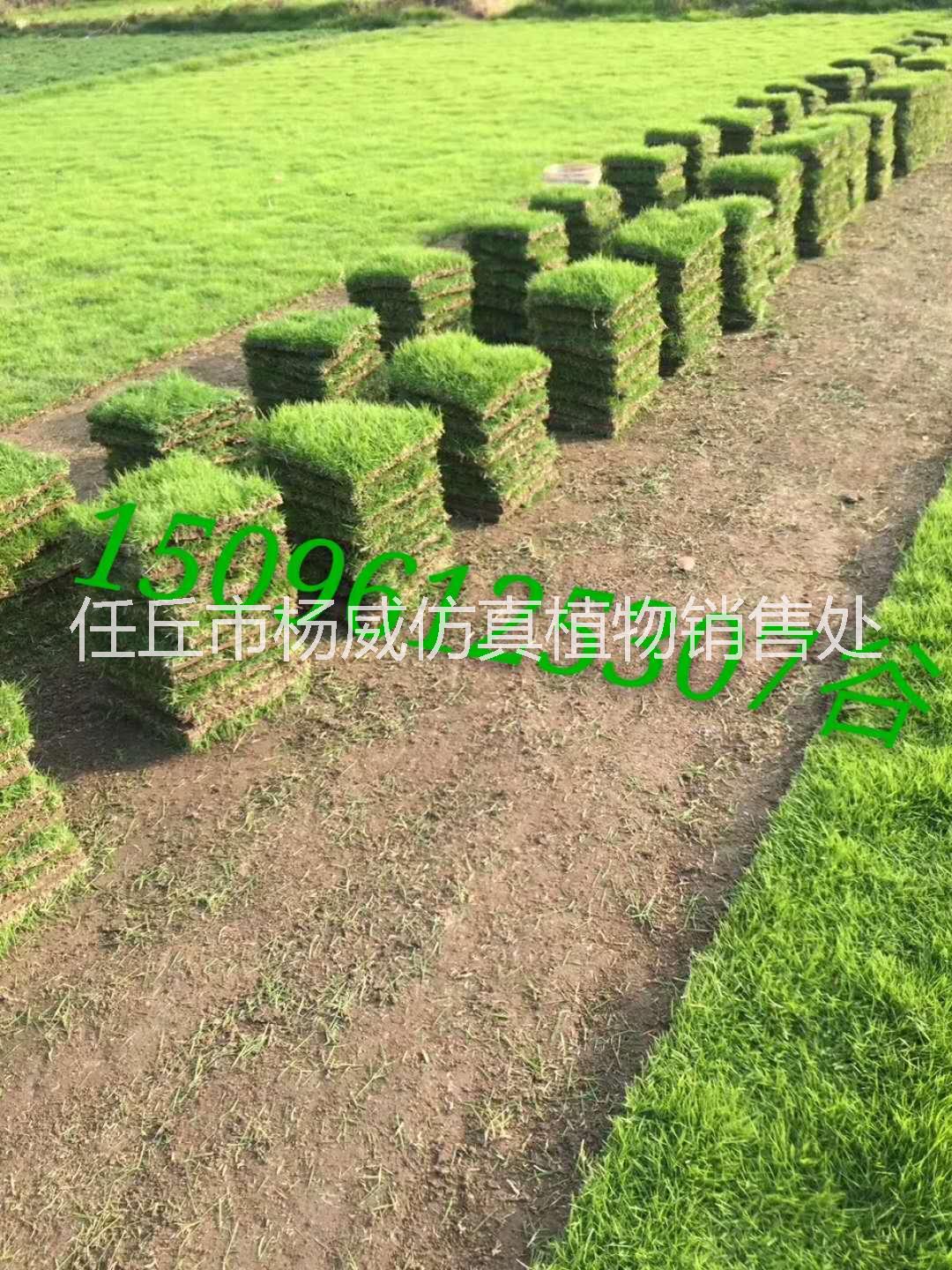 馬尼拉草皮圖片/馬尼拉草皮樣板圖 (3)
