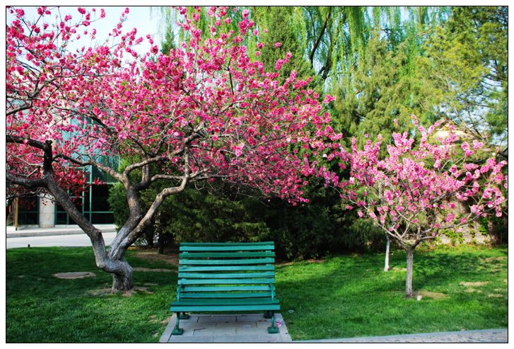 碧桃圖片/碧桃樣板圖 (3)