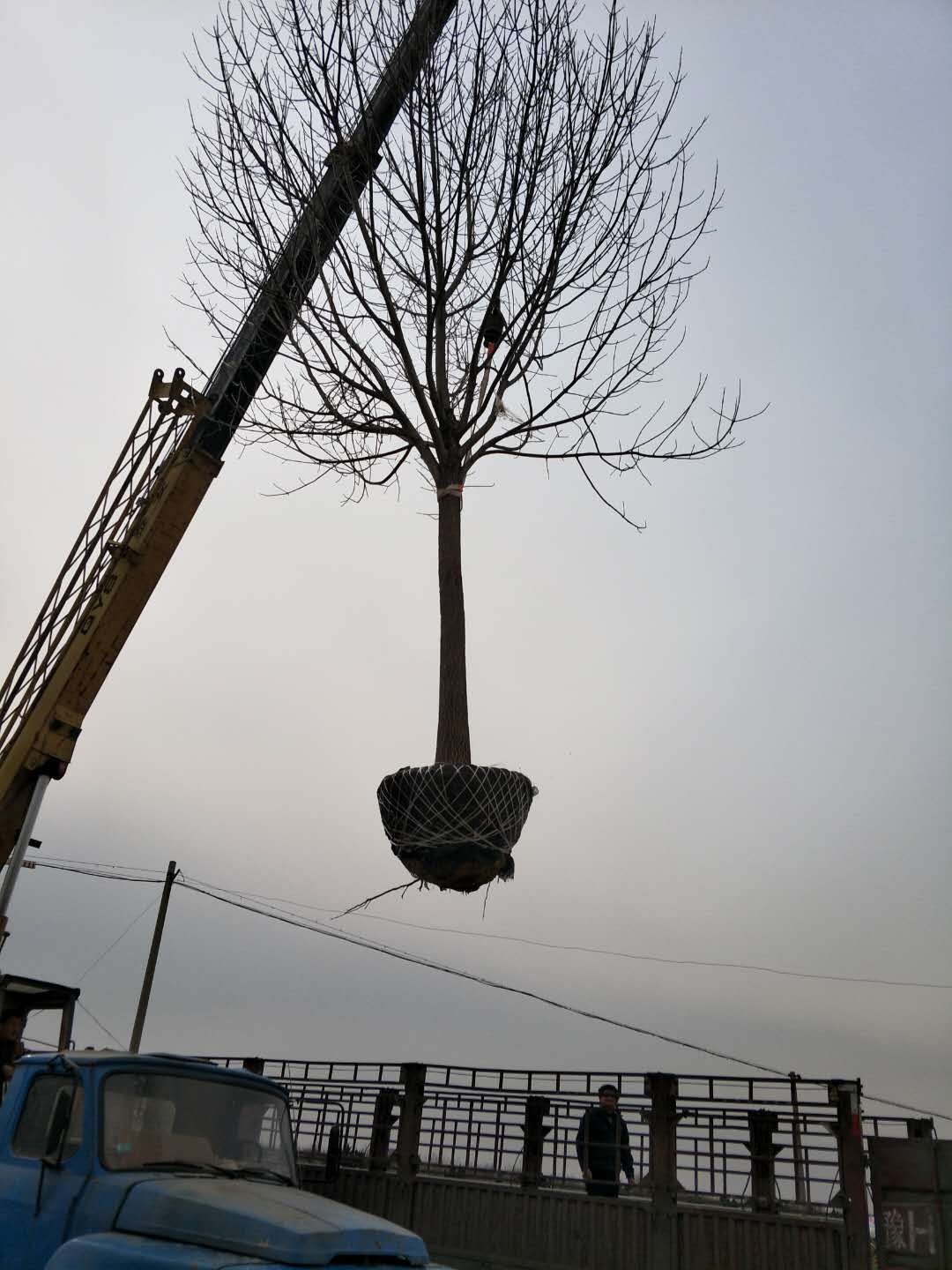 國槐圖片/國槐樣板圖 (2)