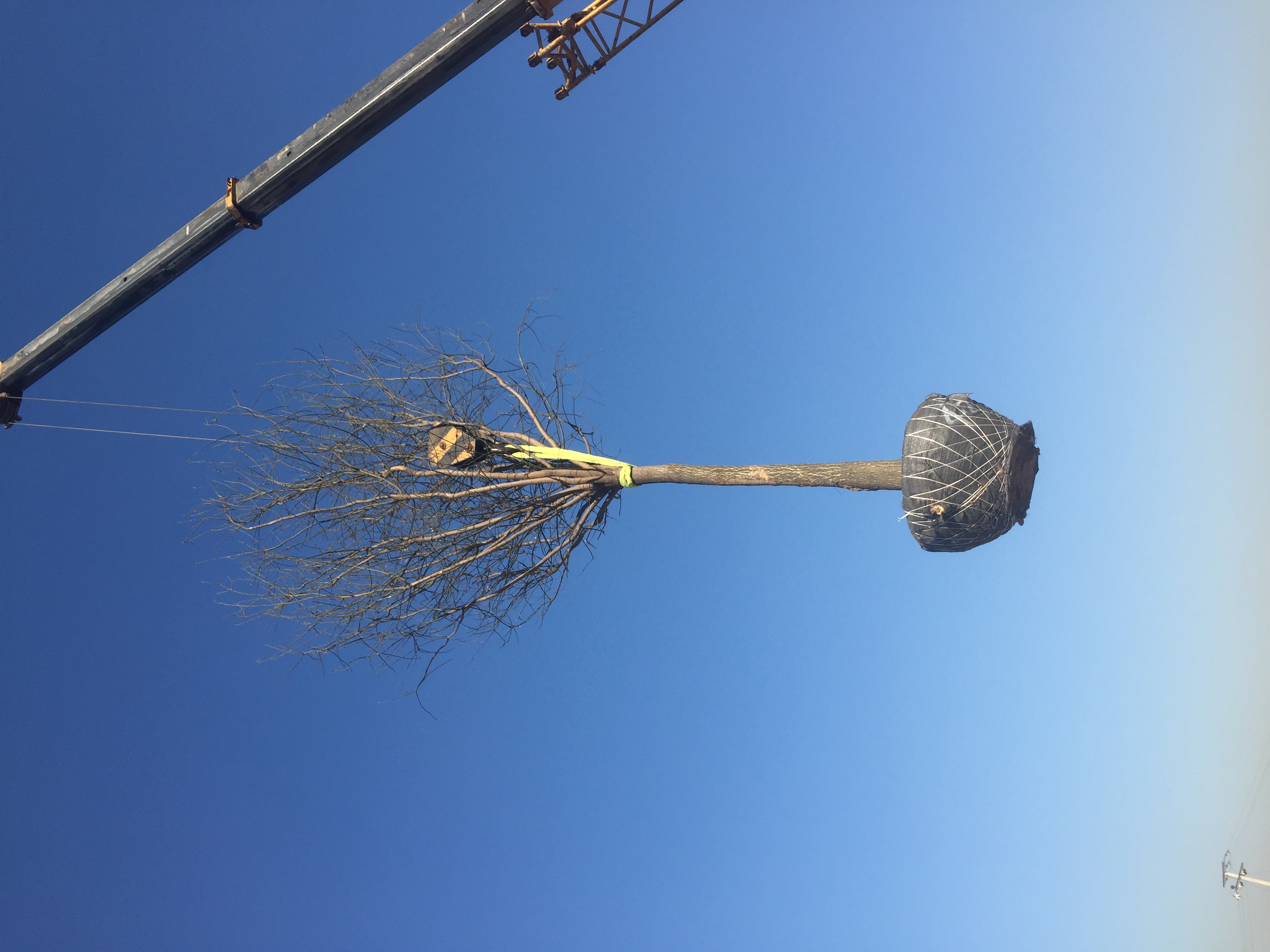 國槐圖片/國槐樣板圖 (4)