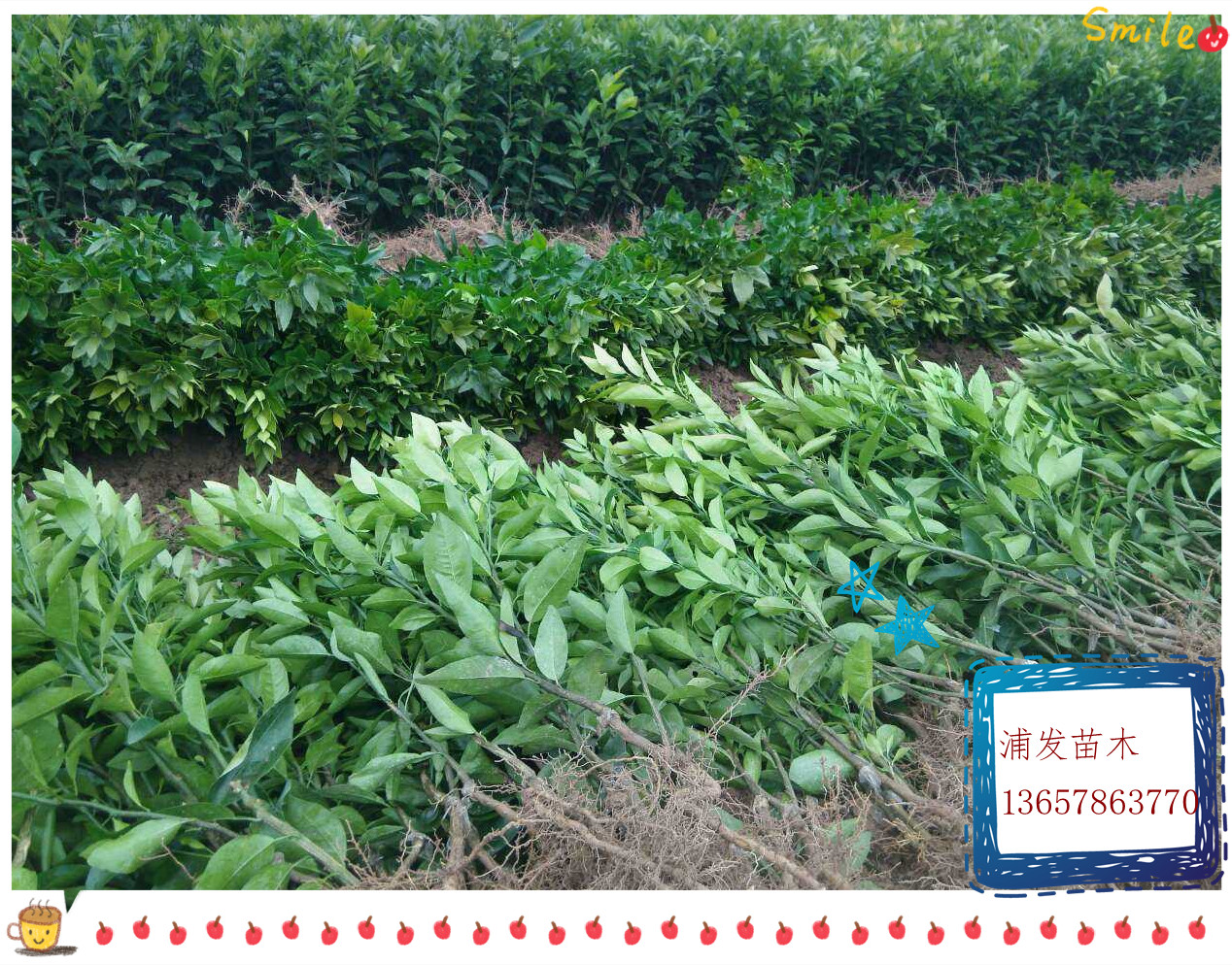 沃柑|沃柑批發(fā)商|廣西沃柑批發(fā)商|沃柑樹苗批發(fā)