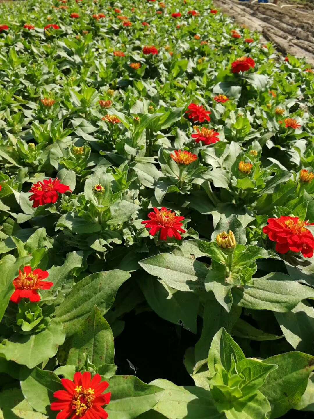 斗门草花基地 斗门草花种植销售基地