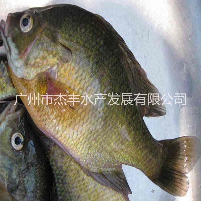 太陽(yáng)魚(yú)魚(yú)苗圖片/太陽(yáng)魚(yú)魚(yú)苗樣板圖 (4)